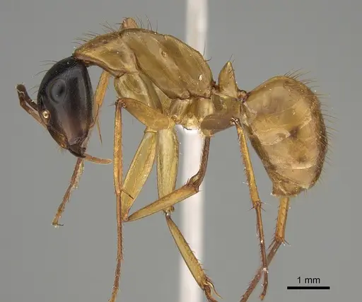 Camponotus loweryi - CASENT0887670