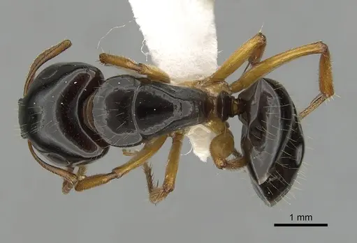 Camponotus lownei specimen