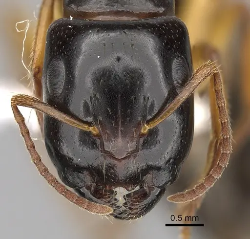 Camponotus lownei specimen