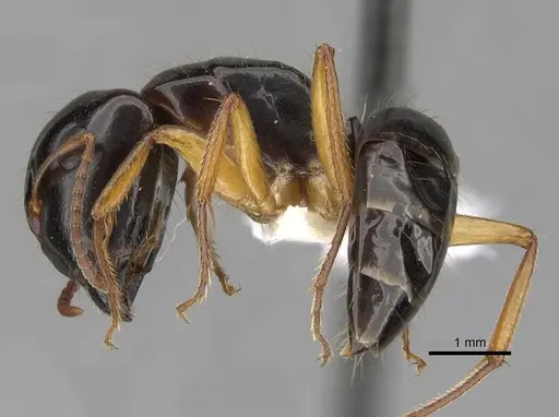 Camponotus lownei specimen