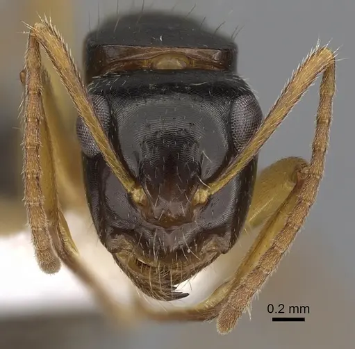 Camponotus lownei - CASENT0280216