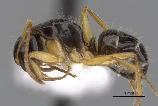Camponotus lownei - CASENT0280216
