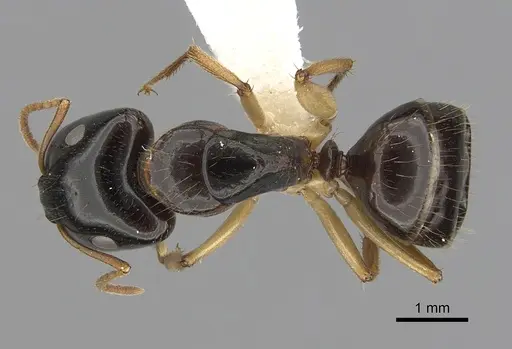 Camponotus lownei - CASENT0280227