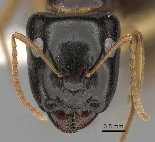Camponotus lownei - CASENT0280227