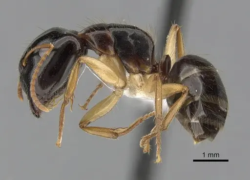 Camponotus lownei - CASENT0280227