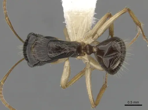 Camponotus lownei - CASENT0280228