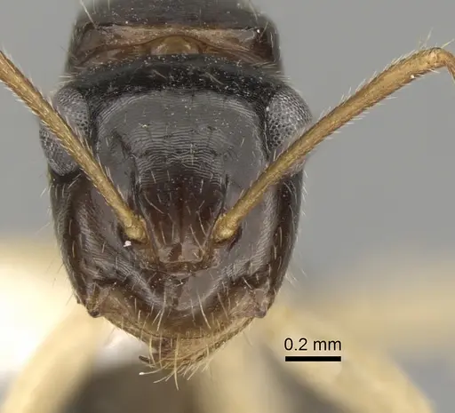 Camponotus lownei - CASENT0280228