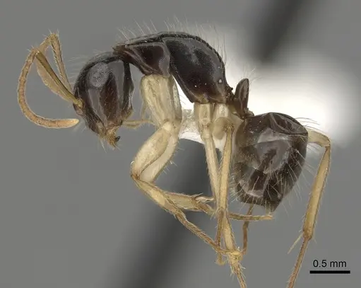 Camponotus lownei - CASENT0280228