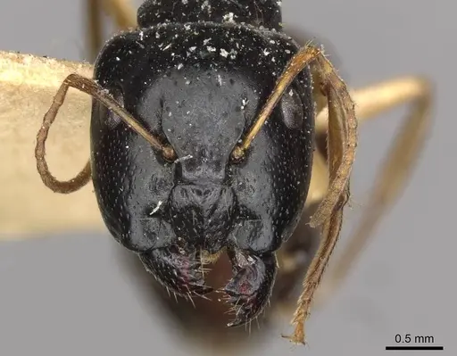 Camponotus lownei - CASENT0910389