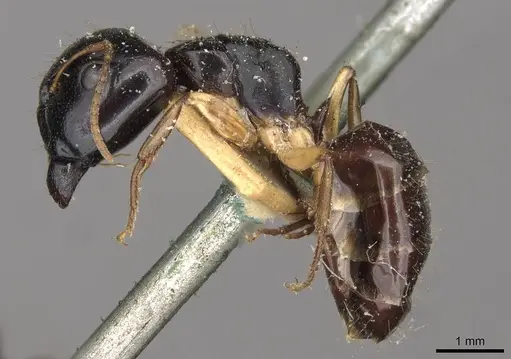 Camponotus lownei - CASENT0910389