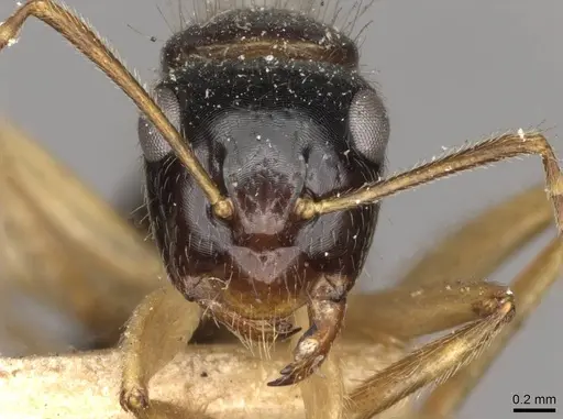 Camponotus lownei - CASENT0910390