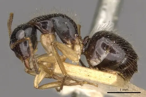 Camponotus lownei - CASENT0910390