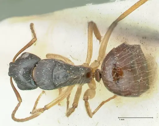 Camponotus lownei - FOCOL2246