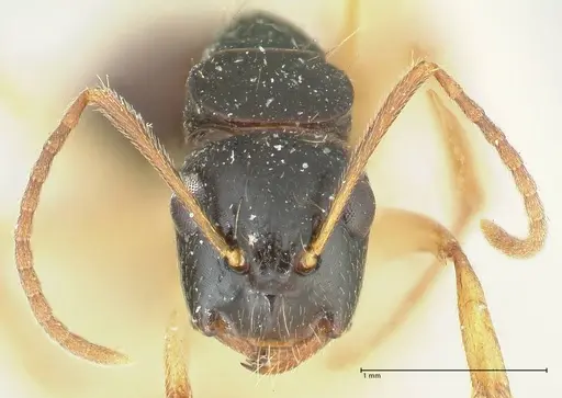 Camponotus lownei - FOCOL2246