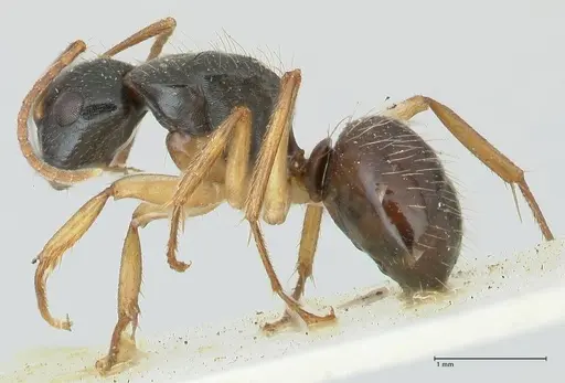 Camponotus lownei - FOCOL2246