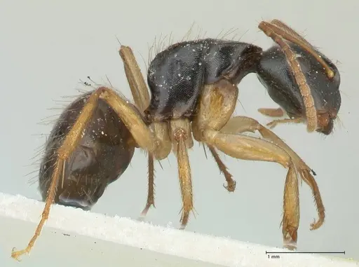 Camponotus lownei - FOCOL2246