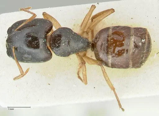 Camponotus lownei - FOCOL2247
