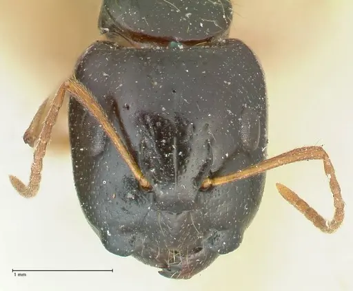 Camponotus lownei - FOCOL2247