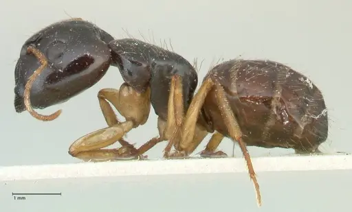Camponotus lownei - FOCOL2247
