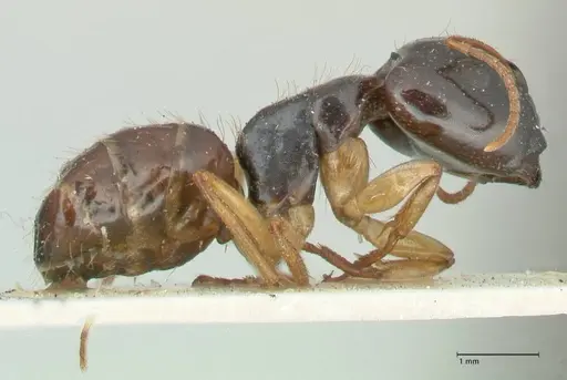 Camponotus lownei - FOCOL2247