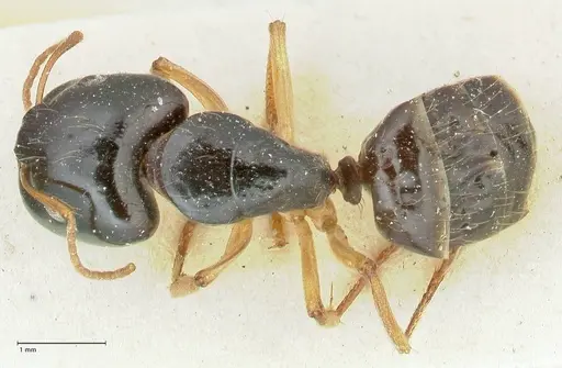 Camponotus lownei - FOCOL2248