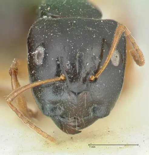 Camponotus lownei - FOCOL2248