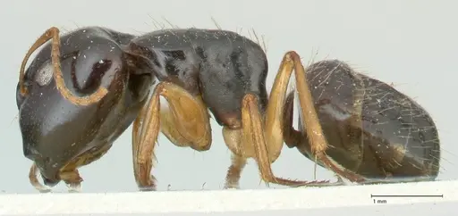 Camponotus lownei - FOCOL2248