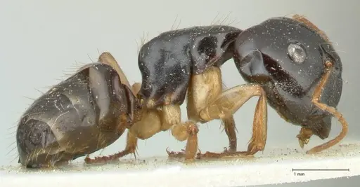 Camponotus lownei - FOCOL2248