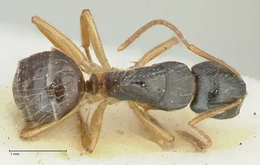 Camponotus lownei - FOCOL2249