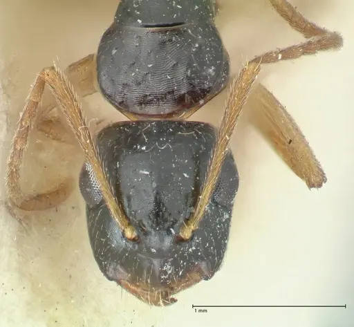 Camponotus lownei - FOCOL2249