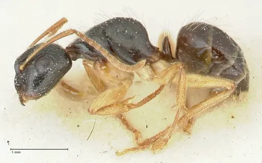 Camponotus lownei - FOCOL2249