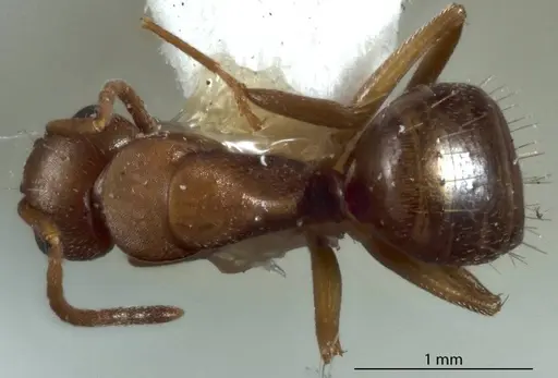 Camponotus lownei - JDM32-001253