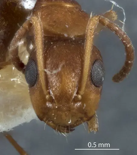 Camponotus lownei - JDM32-001253