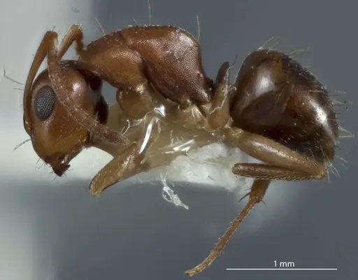 Camponotus lownei - JDM32-001253