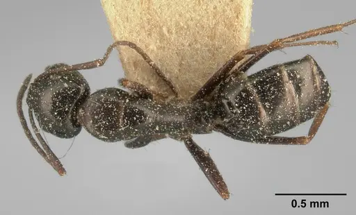 Camponotus lubbocki specimen