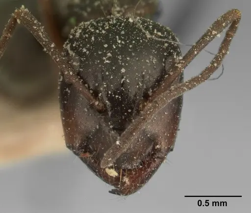 Camponotus lubbocki specimen
