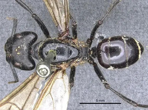 Camponotus luctuosus specimen