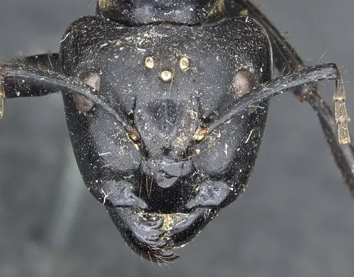 Camponotus luctuosus specimen