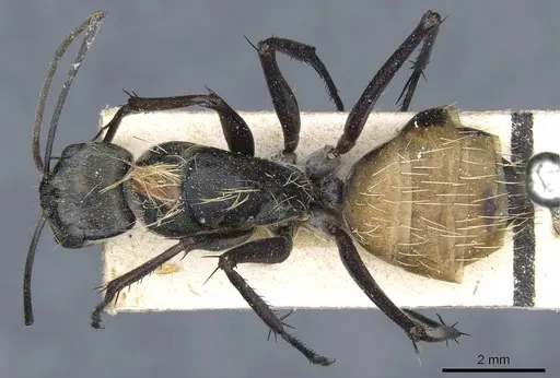 Camponotus luteiventris specimen