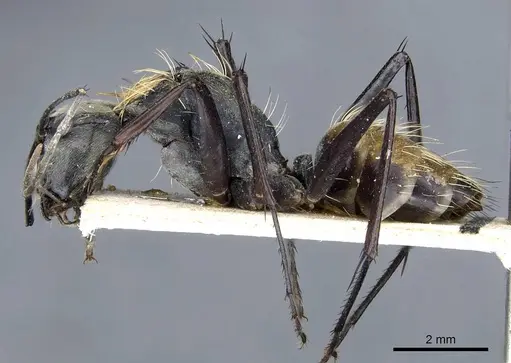 Camponotus luteiventris specimen