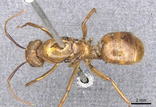 Camponotus luteus specimen
