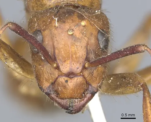 Camponotus luteus specimen
