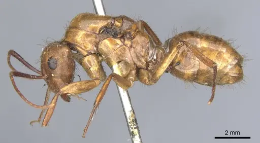 Camponotus luteus specimen
