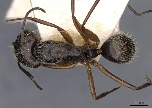 Camponotus lutzi specimen