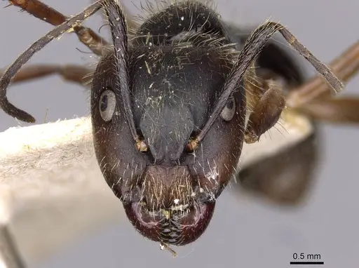Camponotus lutzi specimen