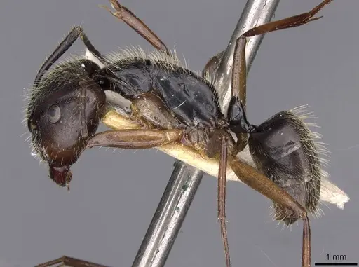 Camponotus lutzi specimen