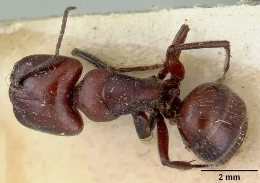 Camponotus macareaveyi specimen