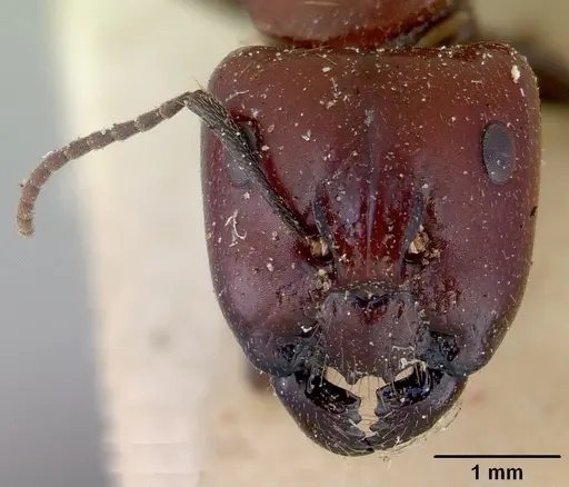 Camponotus macareaveyi specimen