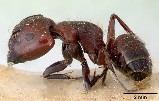 Camponotus macareaveyi specimen