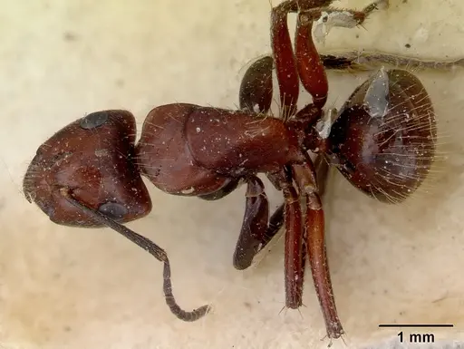 Camponotus macareaveyi - CASENT0172139